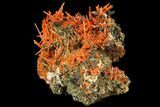 Bright Orange Crocoite Crystal Cluster - Tasmania #171692-2